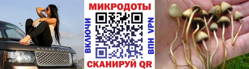 Псилоцибиновые грибы Psilocybe  Купить  Тутаев 